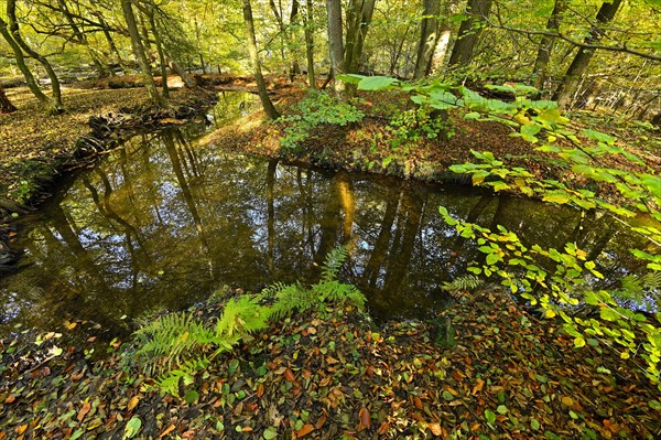 Rotbach in the autumnal Hiesfeld Forest