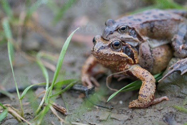 Grasfrosch