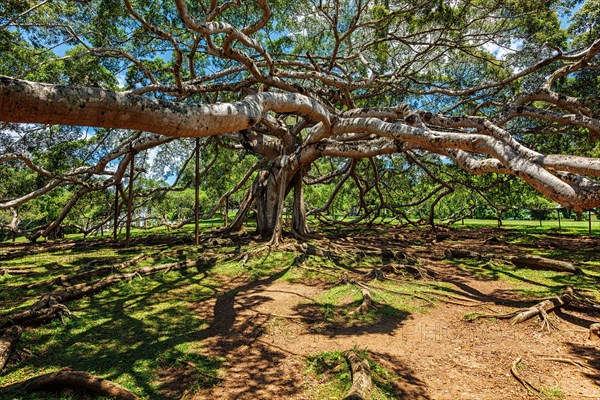 (Ficus Benjamina) tree in Peradeniya Botanical Gardens, Kandy, Sri Lank