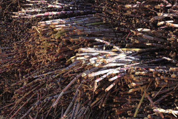 Cut sugar cane