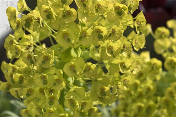 Mediterranean spurge