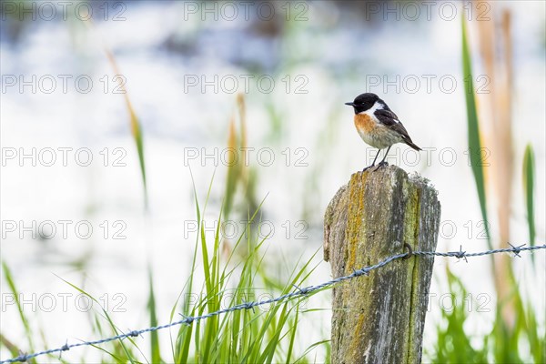 Stonechat