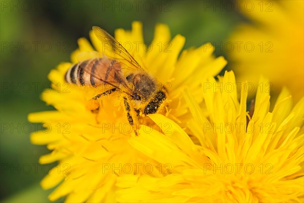 Detail closeup of honeybee