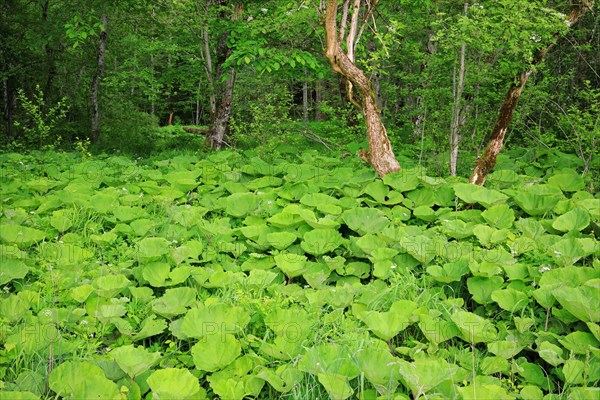 Leaves of the common butterbur