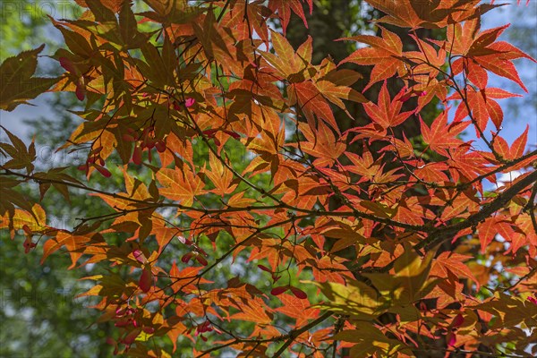 Glowing leaves of the smooth japanese maple
