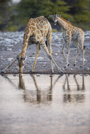 Two angolan giraffes