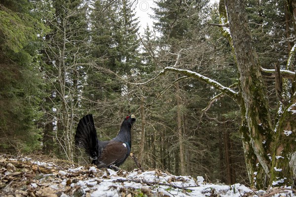 Western capercaillie