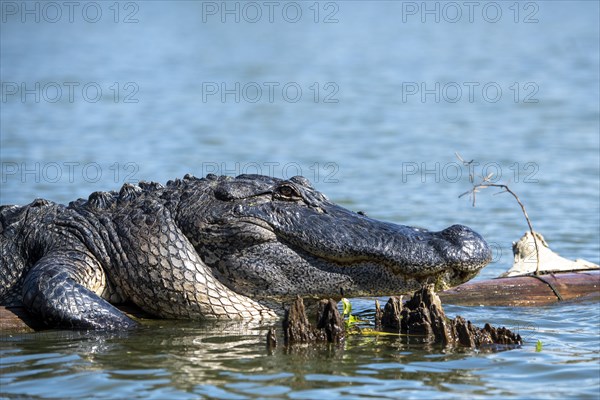 American alligator