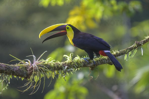 Swainson's toucan