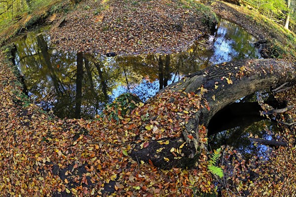 Curvy Rotbach in the autumnal Hiesfeld Forest