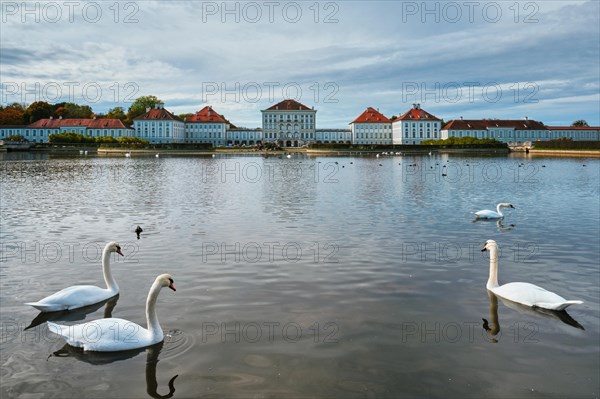 Swans in pond in front of the Nymphenburg Palace