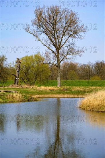 Landschaft am Fluss Oder im Fruehling