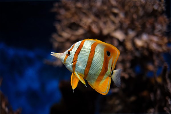 Copperband butterflyfish