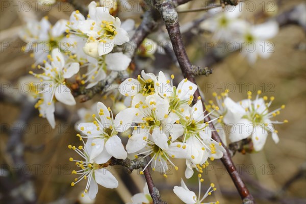 Blueten des Weissdorn