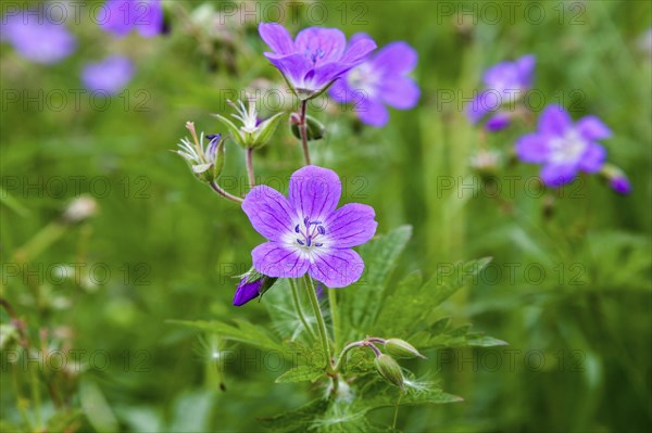 Wood cranesbill