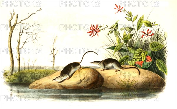 Swamp shrew