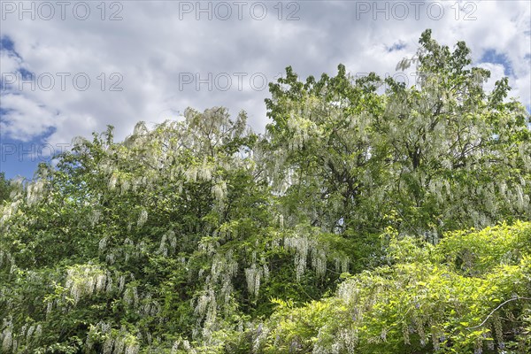 Flowering white wisteria