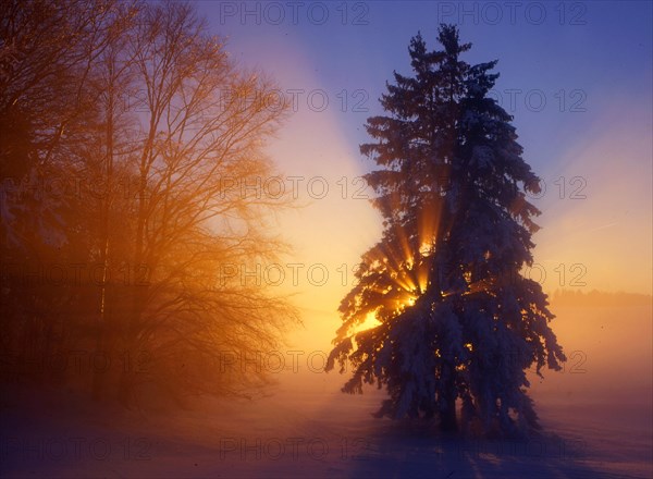 Spruce at the edge of the forest with hoarfrost