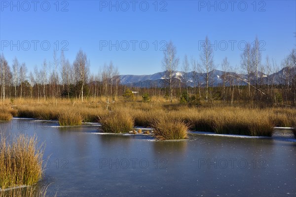 Frozen moor pond with common club-rush