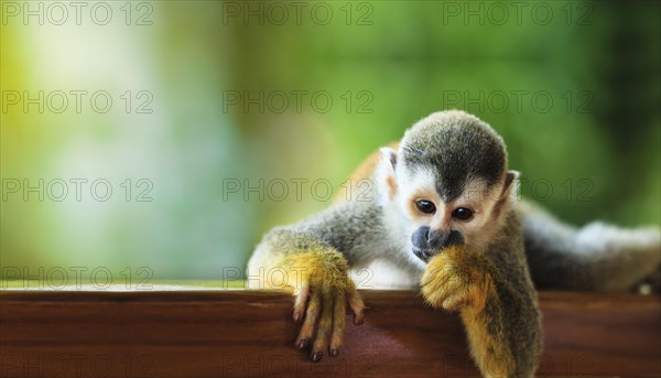 Squirrel monkey looking straight ahead