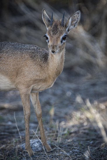 Kirk dikdik or kirk's dik-dik