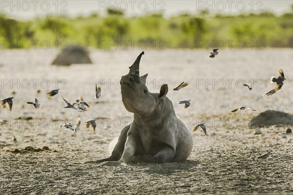 Black rhinoceros