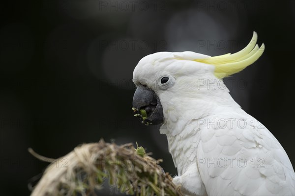 Sulphur-crested cockatoo