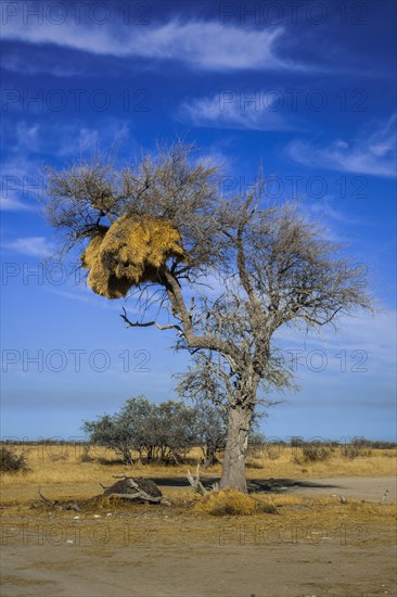 Tree with nest of Social weaver