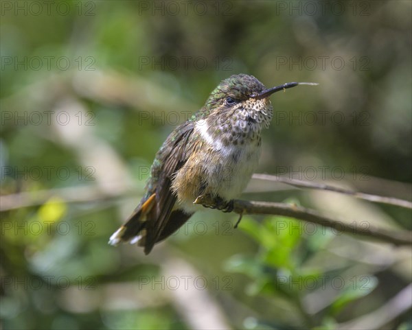 Scintillant hummingbird