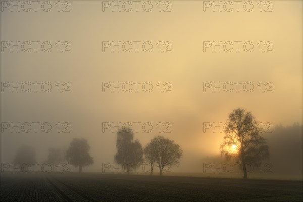 Baumreihe im Nebel bei Sonnenaufgang