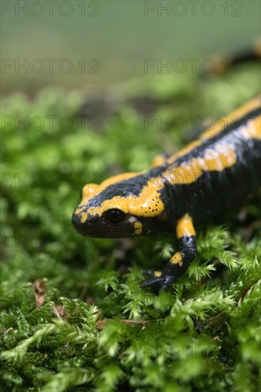 Feuersalamander