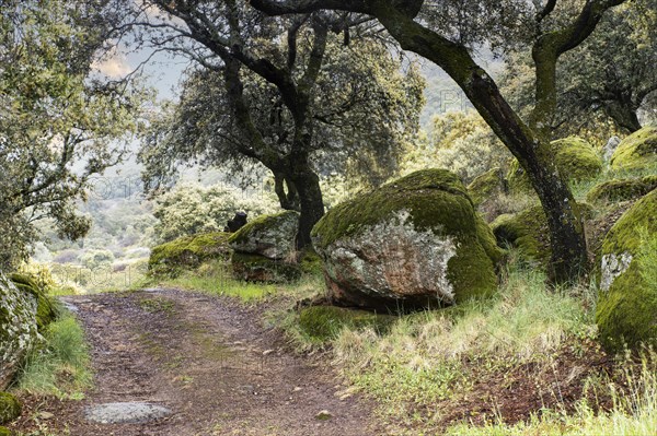 Granitfelsen am Weg im Steineichenwald