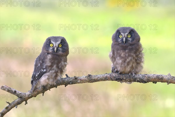 Tengmalm's Owl