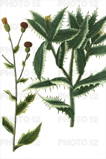 Carduus avenaceus