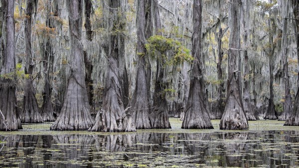 Bald cypresses