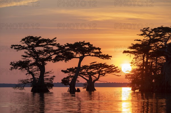 Bald cypresses