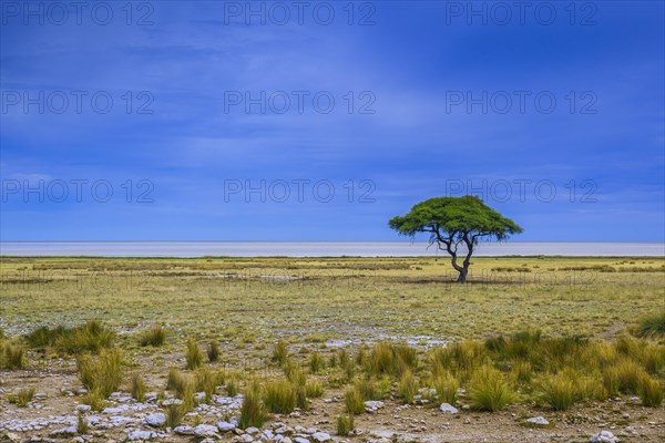 Tree at the edge of the salt pan