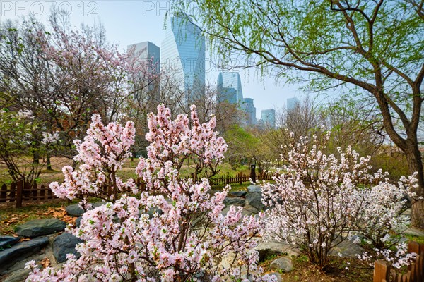 Blooming sakura blossoms flowers in Yeouido Park public park in Seoul