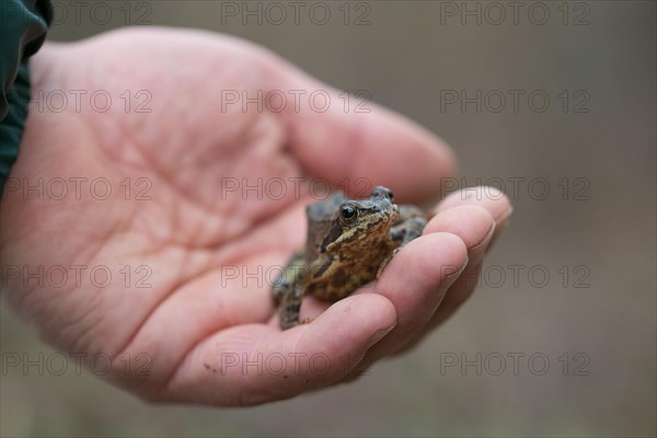 Grasfrosch