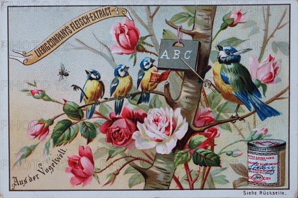 Bilderserie Aus der Vogelwelt