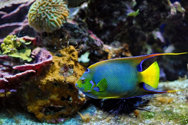 Queen angelfish