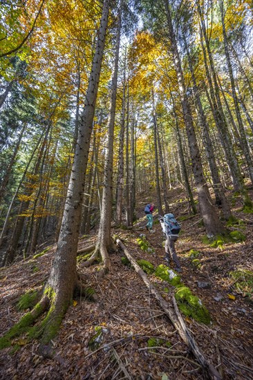 Hikers in a mixed forest in autumn