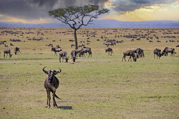 Herd of blue wildebeest