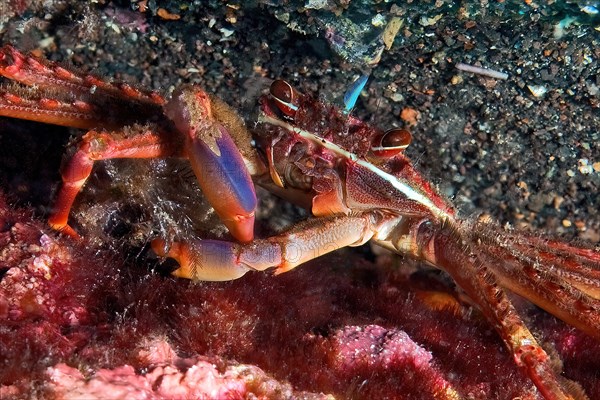 Underwater photo close-up of red rock crab