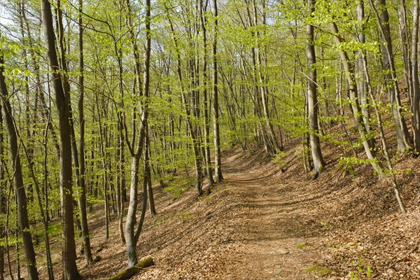 Forest path