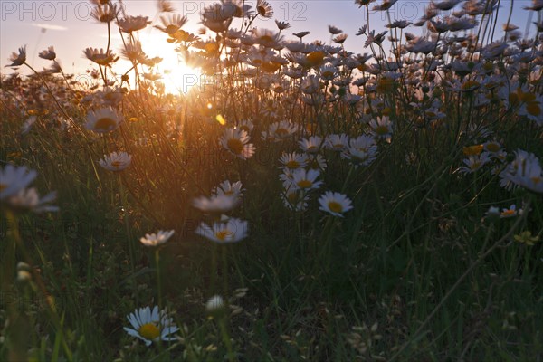 Blur experiment on a flowering meadow in summer