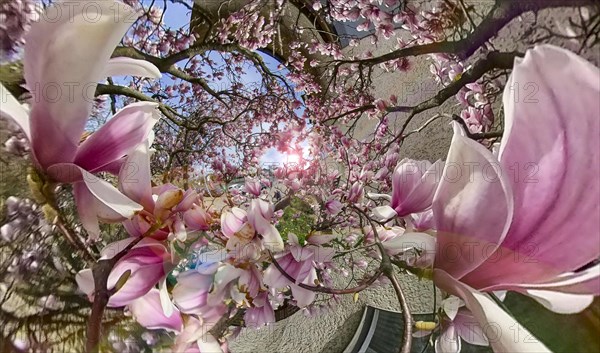 Magnolia tree