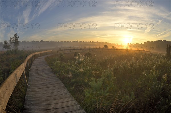 Wooden footbridge in a moor with warty birch