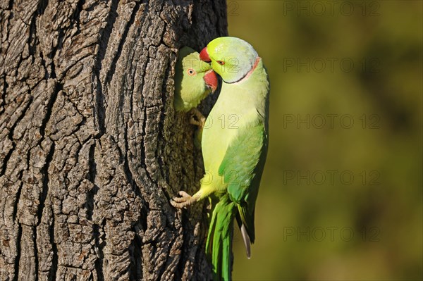 Two collared parakeets