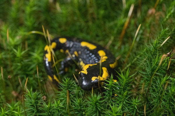 Feuersalamander